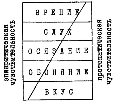Рис. 10. Схематическое изображение соотношения компонентов протопатической и эпикритической чувствительности внутри различных видов экстероцептивных ощущений