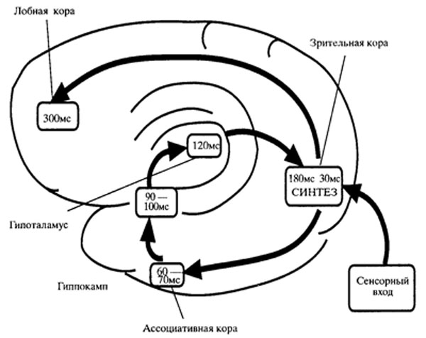 Психофизиология памяти схемы